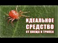 Лучшее средство от клещей и трипсов. ОБЕРОН РАПИД для фиалок.