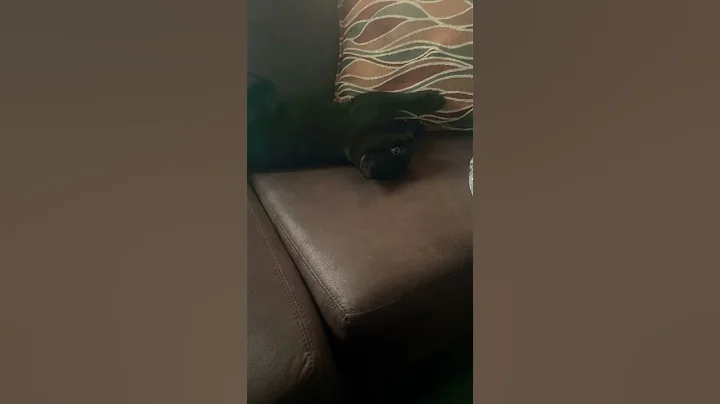 Video 5255131: bombay, catlover catlife funnycats, catlife funnycats cats, catlover catlife funny, funnycats black cat, funnycats gatos