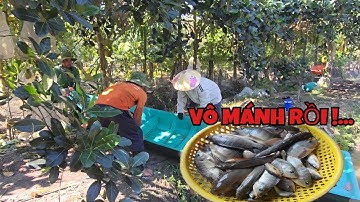 Một Ngày Đi Săn TRÚNG ĐẬM Bầy Cá Rô Phi, Trê Trắng, Có Cả Cá Lóc Sa Lưới_Quá Đã Rồi! #ONMT #Tập 132