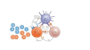 IMMUNOLOGICAL MEMORY! MEMORY B CELLS AND MEMORY T CELLS EXPLAINED!