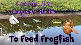 Feeding Anglerfish live shrimp 🤩 by Aquarium Service Tech 684 views 1 month ago 18 minutes