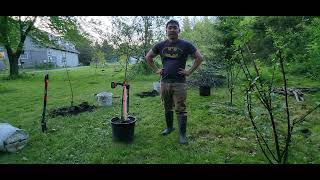 Tree Planting Made Easier!