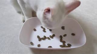 ニュートロ キャットフード 穀物フリー実食レビュー（NUTRO Cat Food Grain Free Review）