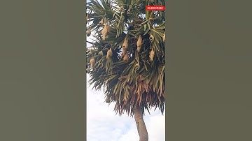 sparrow nests on the trees #shorts