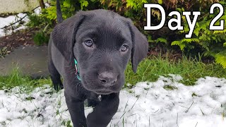 8 Week Old Black Labrador Puppys First Snow Day