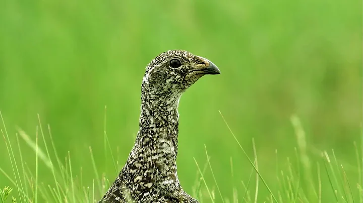 Sagebrush ecosystems are changing. What does this mean for the greater sage-grouse? 🐦🌿