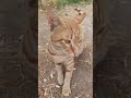 #meow #kitten #babyanimal #youtubeshorts #viralvideo🐱🐱🐱💯💯
