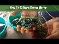 Aquarium green water how to culture for guppy molly and betta