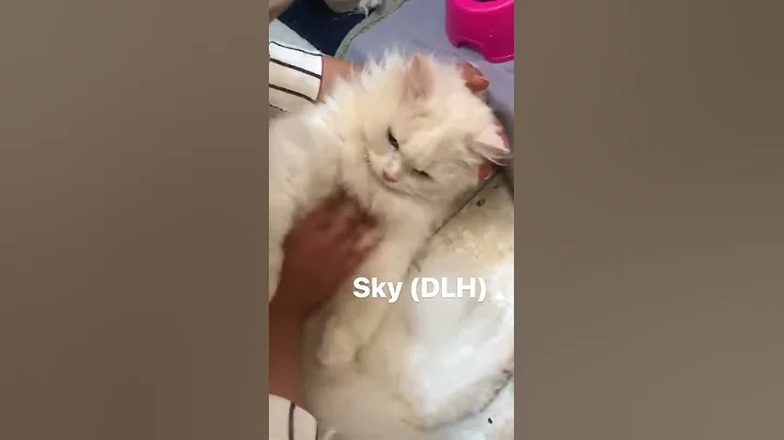 Watch the video about SKY - British Shorthair and Persian Mix Cat available for adoption SPCR