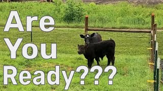 Watch THIS Before Buying Cattle  Preparing For Cows on Your Homestead