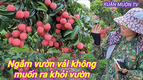 thăm vườn vải thiều đẹp nhất nhì khu vực vẫn còn nguyên vườn chưa bẻ bán toàn hàng tàu
