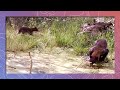 Bear Cub in Colorado