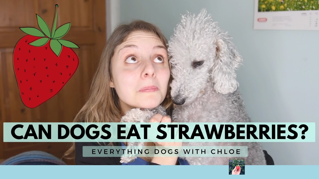 can dogs eat strawberries