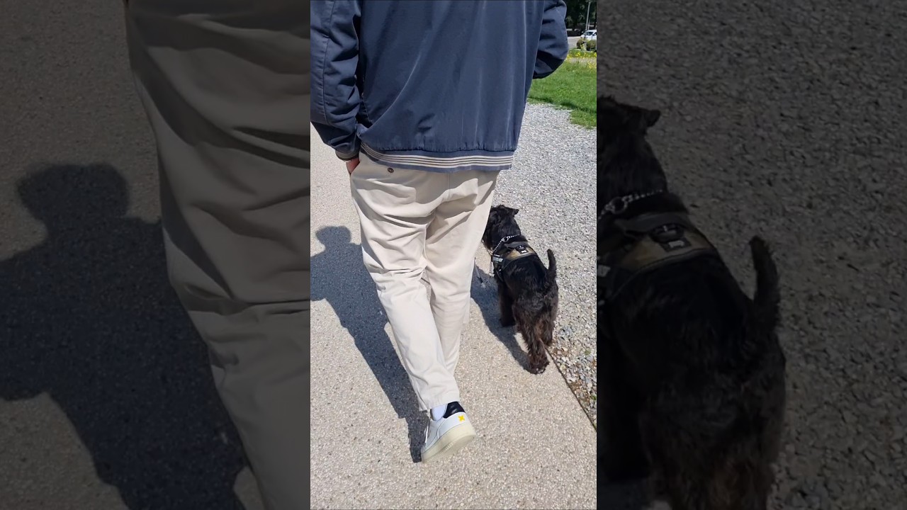 Schnauzer nano 🐶 in addestramento sta imparando ad ignorare gli altri cani in passeggiata 🧠 ✅