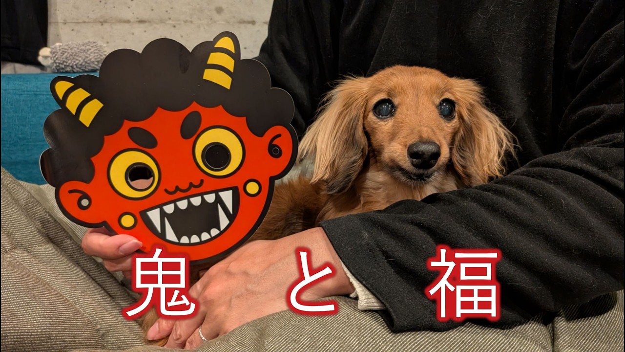 【節分】豆まきで福来たる【カニンヘンダックスえびすの日常】