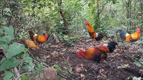 Qaib dib qua zoo.gà mồi gáy hay gặp gà mồi đỉnh cao