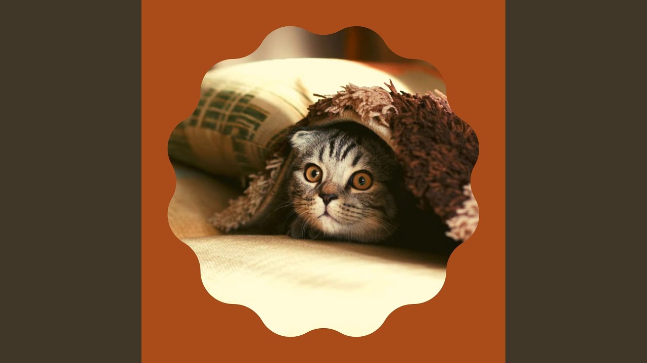 Refined Soothing Cats