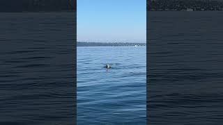 George Bailey duped by sassy otter