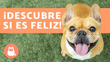 ¿Qué raza de perro es siempre feliz?