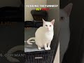 Funniest Pet Fails | #shorts #cat #dog