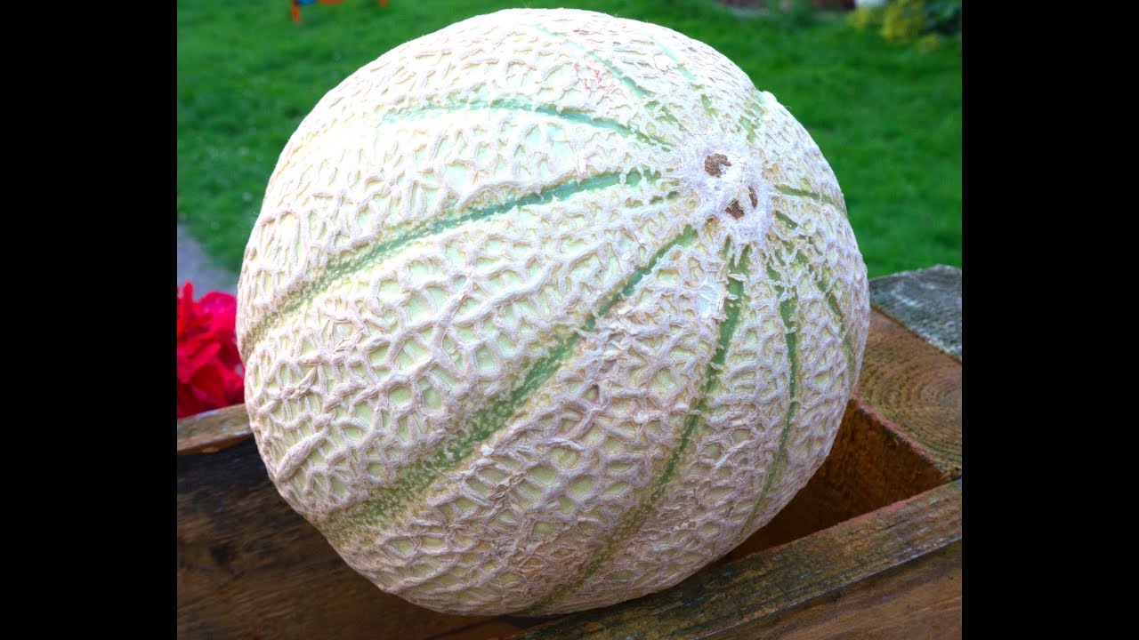 So erkennt man, ob Melonen reif sind - YouTube