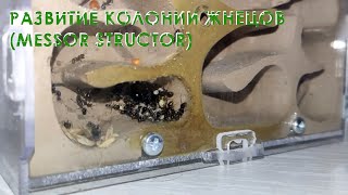 Развитие колонии жнецов (Messor Structor) в формикарии Messor Cave