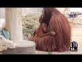 Orangutan father and daughter cerah and berani