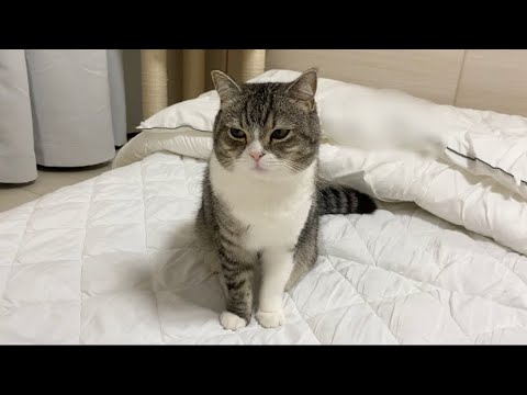 お留守番が寂しくて布団でお漏らししちゃった猫がこちら…