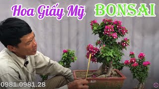 415. Báo Giá Hoa Giấy Mỹ Bonsai |0981.0981.28| CÂY CẢNH CHỢ HÀNG ...