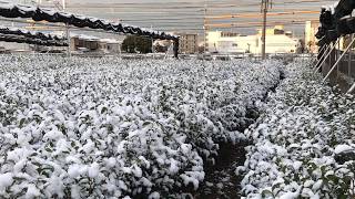 京阪電車とJR奈良線 ～雪化粧の茶畑をゆく～