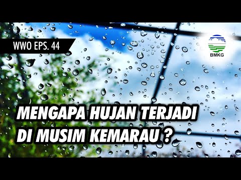 Video: Kontraktor Berjanji Akan Memantau Cuaca Dengan Lebih Cermat Saat Melawan Hogweed Di Begunitsy