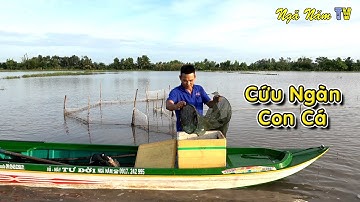 Cách Bắt Cá Đặc Trưng Mùa Nước Nổi Miền Tây, Bất Ngờ Anh 7 Cứu Hàng Ngàn Con Cá/Fishing/NGÃ NĂM TV