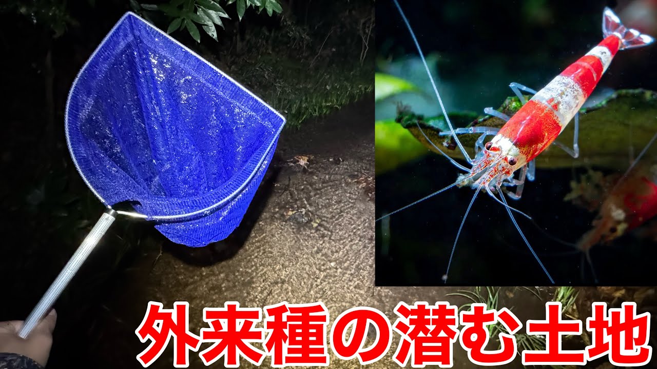 気温5℃真冬の川に定着した外来種レッドビーシュリンプは本当にいるのかガサガサで大調査してみると意外な結果に？