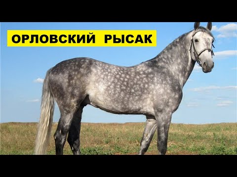 Видео: Орловска порода коне: характеристики, снимка и описание