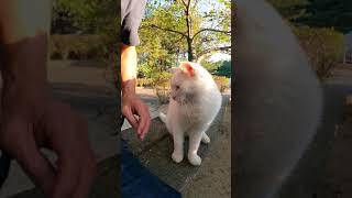白猫ちゃんカワイイ