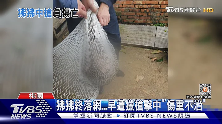 狒狒终落网...早遭猎枪击中“伤重不治”｜TVBS新闻 @TVBSNEWS01 - 天天要闻