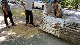 работники спиливают гнилое дерево