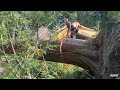 Bucking big cedar blow down, plus Bearclaw ports husky 2100