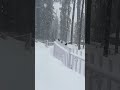 Keep some food outside for birds #snow #trending #gulmar #breaking #viralvideo #travel #cnzburak