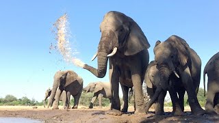 Slow Mo Of Elephant Squirting Water