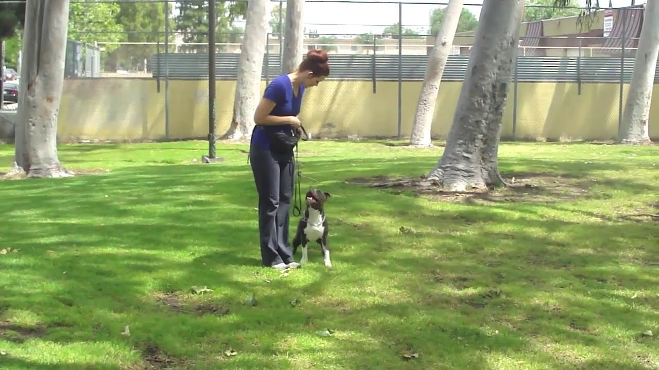 PitBull Obedience Training