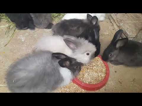 أرنب ابو عبد العزيز مختلف سلالات 