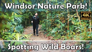 Windsor Nature Park & Nature Reserves - Spotting Wild Boars!