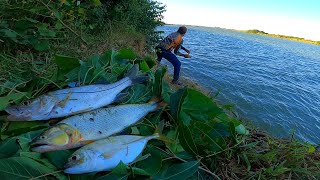 ANDEI QUASE 100KM PRA ENCONTRAR ESSA VARIEDADE DE PEIXE! PESCARIA DE RIO.