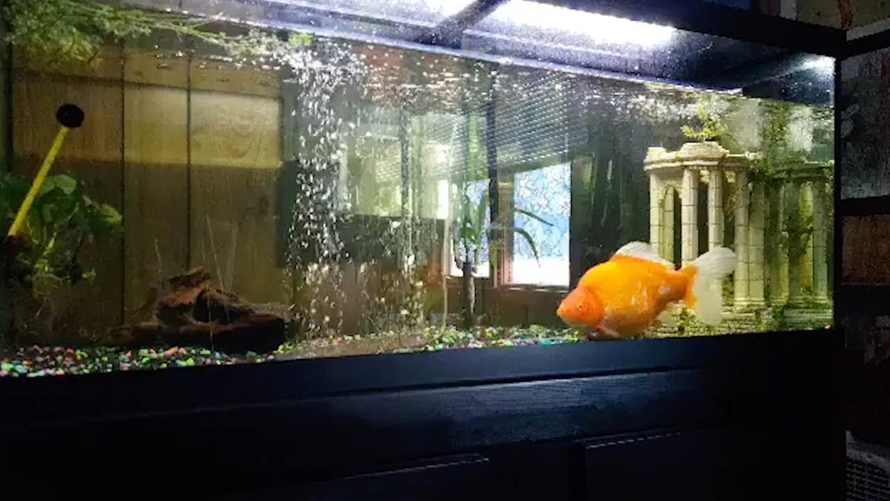 Carnival Goldfish Grows To Be 12 Inches YouTube