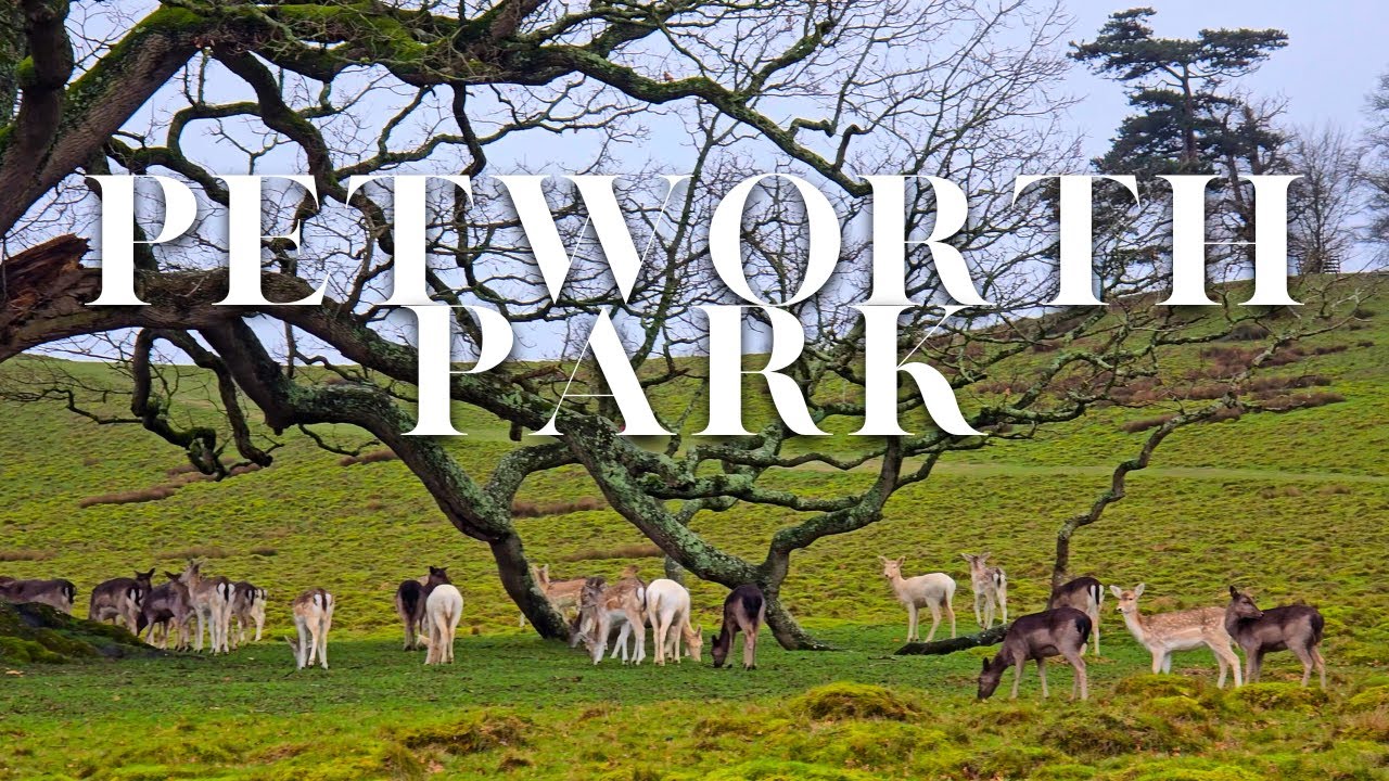 Petworth Park morning walk | February 1st❄️ | with a surprise Roe Deer encounter🦌
