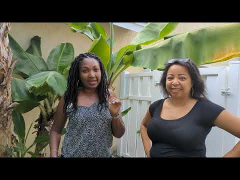Gail's Lush Tropical food forest  - massive growth in just one year -zone 10B South Florida