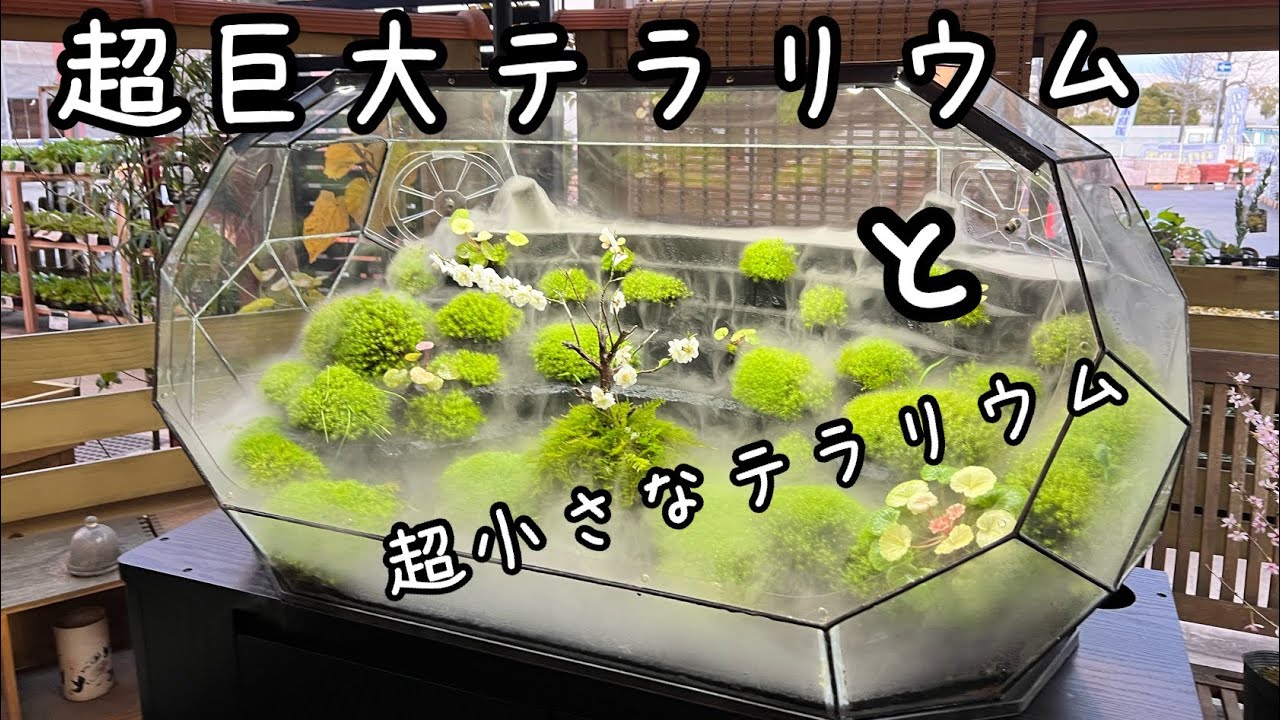 【超巨大テラリウム　MossRoom】モスルームご紹介　ミニチュアステンドグラステラリウム作品も一緒にご紹介
