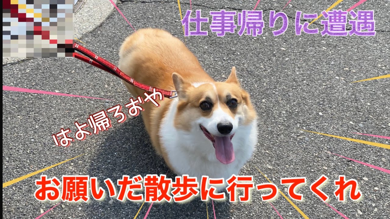 仕事帰りに遭遇 コーギー犬のはなちゃん Youtube