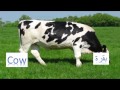 Cow || بقرة ||Animals Arabic - English ||سلسلة الحيوانات بالعربية والانجليزية